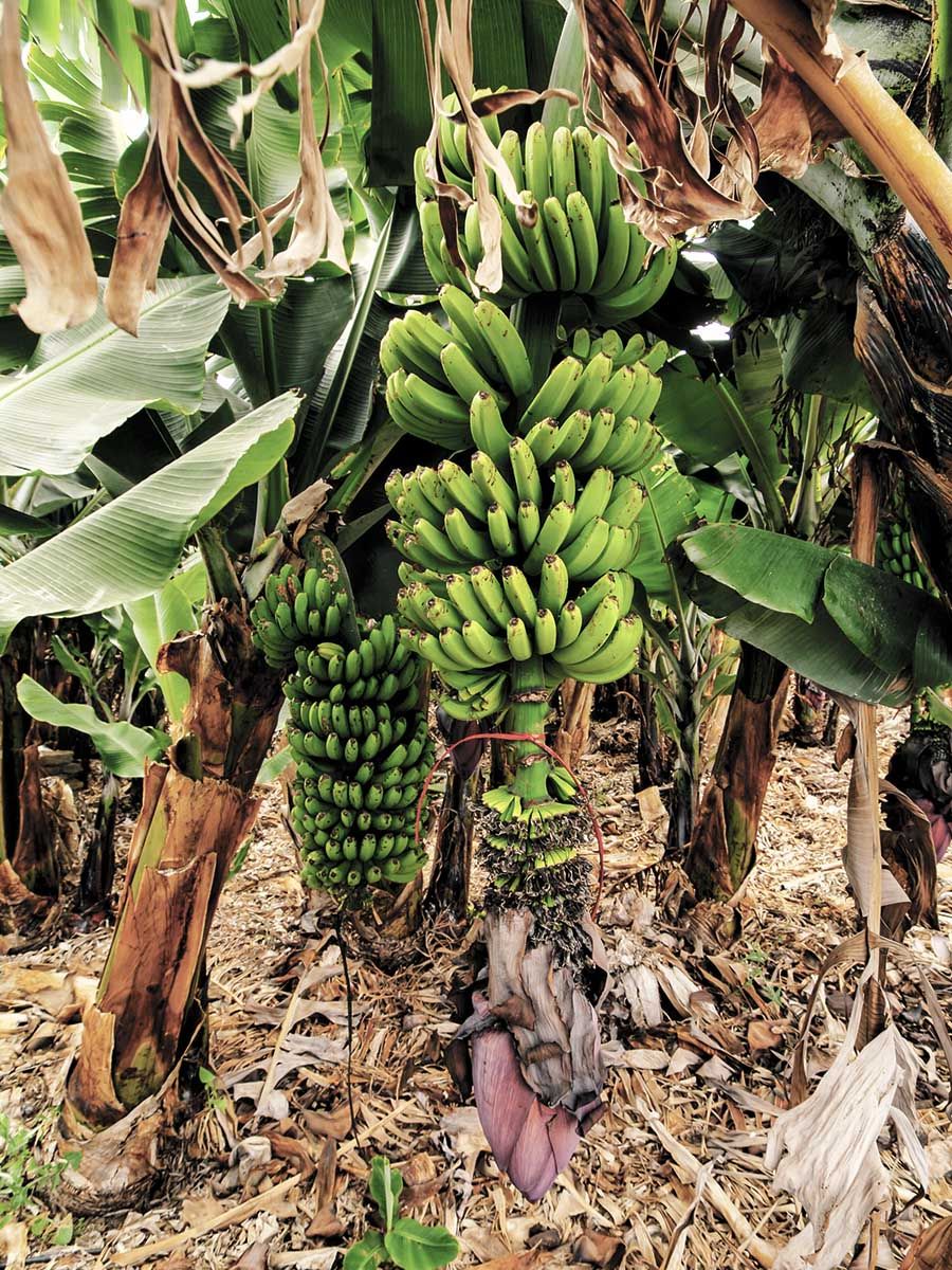 Plantação de bananas